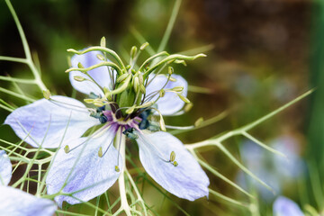 Nigella Sativa Flower in close