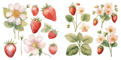 Watercolor Strawberry clipart for graphic resources