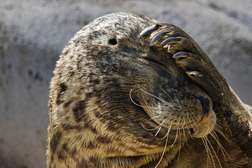 Seehund (Phoca vitulina) Lebensraum Nordsee
Portrait des Tieres mit Pfote