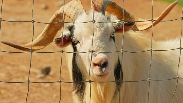 Smiling white goat with goatee stare and looking at the camera. Goat with horns at the golden hour sun in summer evening, in the farm, animal portrait. Slow motion.