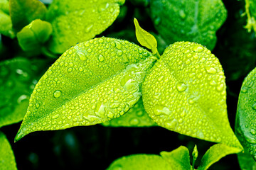 Natural beauty after water drops on leaves 