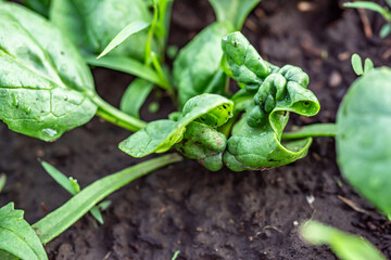 damaged spinach leaves in an organic garden bed. The infected plants are evident, and they are being treated with insecticides to combat the issue.