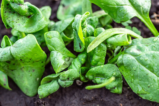 damaged spinach leaves in an organic garden bed. The infected plants are evident, and they are being treated with insecticides to combat the issue.