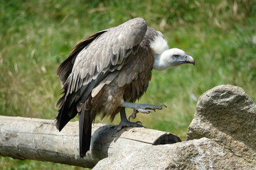 vautour marchant sur un tronc d'arbre