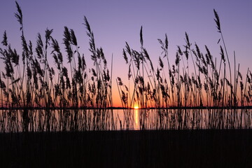 reed against sunset along elbe river in schleswig holstein