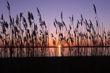 Foto auf Acrylglas Lavendel reed against sunset along elbe river in schleswig holstein