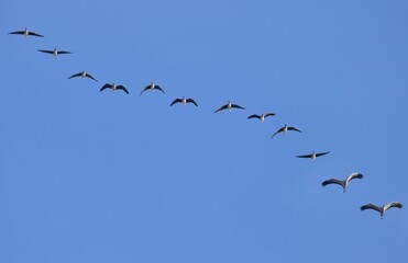 two cranes among geese formation