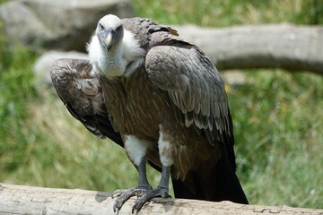 vautour regard droit devant