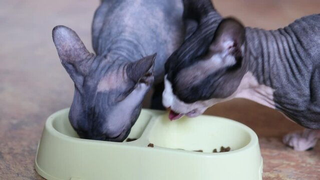 Close up of two Sphynx cats eating fresh food for small kittens at home. Advertising dry kitty food. Funny gray bald cats.