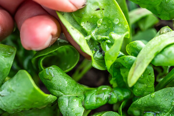 A farmer's hand unfolding a twisted leaf of aphid-infested spinach. Aphids inside a spinach leaf. Plant diseases in the ecological garden
