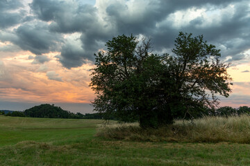Harzlandschaft einzelner Baum mit Sonnenuntergang