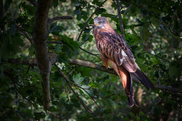 Milvus milvus - The red kite is a medium-large bird of prey in the family Accipitridae