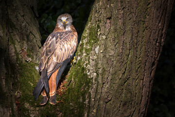 Milvus milvus - The red kite is a medium-large bird of prey in the family Accipitridae