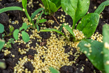 Millet to protect against ants and aphids affected by diseased spinach.