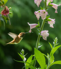 Rufous Hummingbird Tongue Thru Flower Petal 8202 - 628254066