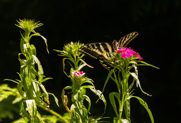 Western Tiger Swallowtail 8569 Butterfly - 628254077