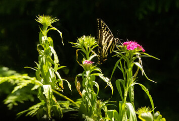 Western Tiger Swallowtail 8592 Butterfly - 628254081