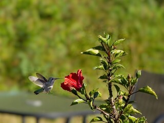 Anna's hummingbird feed from red hibiscus