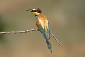 Obraz premium European bee-eater - Merops apiaster perchedwith insect in beak at light green background. Photo from Ognyanovo in Dobruja, Bulgaria.