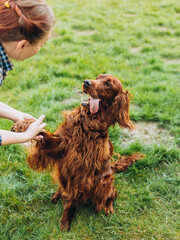 Cheerful happy young woman playing with her dog in the yard of the house in summer. Beautiful Irish...