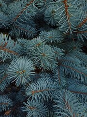 Blue spruce branches. Coniferous plant background