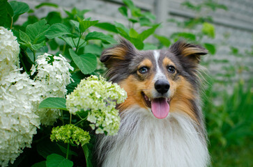 Cute tricolor dog sheltie with blue eyes in the garden with bush with white flowers