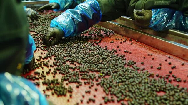 sorting bilberry on production line
