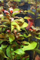 Siamese fighting fish (Betta splendens) red among the leaves of the aquatic plant Ludwigia, selective focus, blurred background vertical orientation. - 628257437