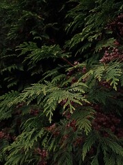 Fototapeta na wymiar Branches of the thuja tree. Wild tree branches. Evergreen forest