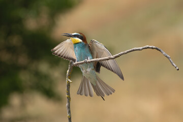 European bee-eater - Merops apiaster landing on perch with spread wings at light background. Photo from Ognyanovo in Dobruja, Bulgaria.