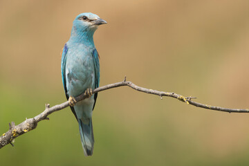 European roller - Coracias garrulus perched, perched at light brown background. Photo from Ognyanovo in Dobruja, Bulgaria. Copy space on right side.