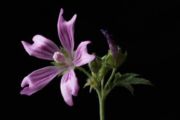 Medicinal herbs - Common mallow; Malva sylvestris