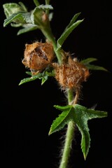 Medicinal herbs - fruits of common mallow; Malva sylvestris