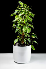 Houseplant ficus with green-white leaves in a flower pot of white color stands on a table on a black isolated background