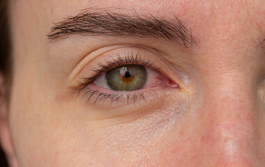 Fototapeta premium close up of a female red eye 