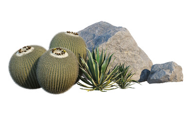 Small garden with various kinds of cacti on transparent background