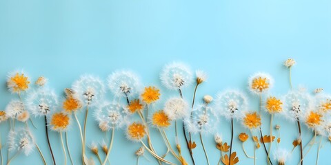 A white and orange dandelions on blue background. Design element for flyer, web, wedding and other invitations or greeting cards. copy space, spring background
