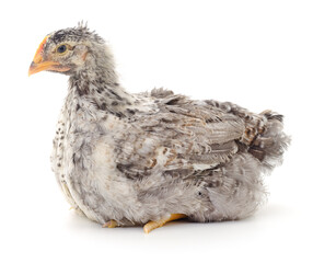 Grey hen isolated.