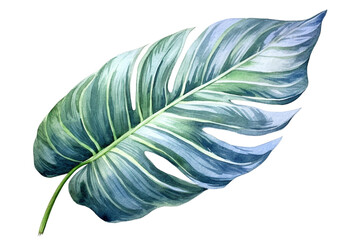 Tropical leaf hand draw illustration