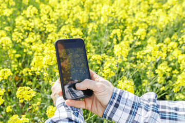 Close-up of the hands of a male farmer agronomist with a phone taking pictures of a flowering rapeseed. Harvest check. Modern technologies in agriculture.