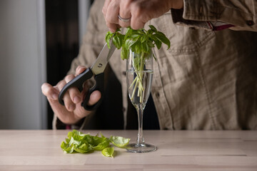 Man growing and cutting sweat Italian basil at home, indoors.