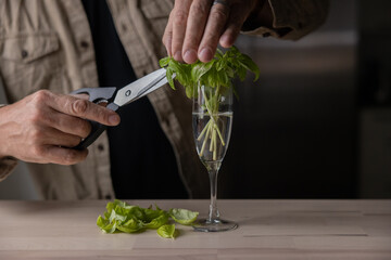 Man growing and cutting sweat Italian basil at home, indoors.