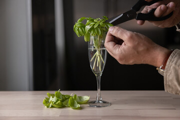 Man growing and cutting sweat Italian basil at home, indoors.