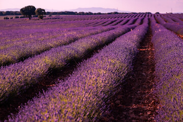 Fototapeta premium Campos de lavanda al atardecer en Brihuega, España donde este cultivo tiñe de morado el paisaje en verano