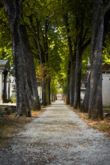 Pathway surrounded by trees in Passy cemetery in Paris, France  
