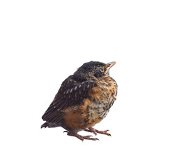 Baby robin bird isolated cutout on transparent