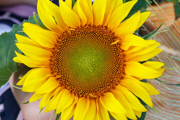 Sunflower flowering, beautiful round flower with yellow petals and green leaves