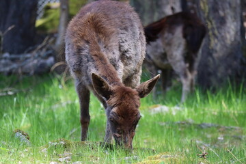 Bambi moderne