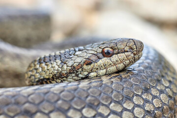 Smooth snake (Coronella austriaca) in natural habitat