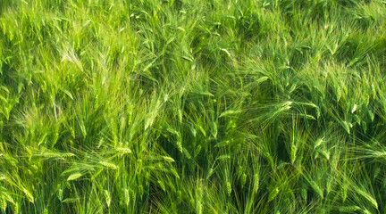 View of a field with grown grain